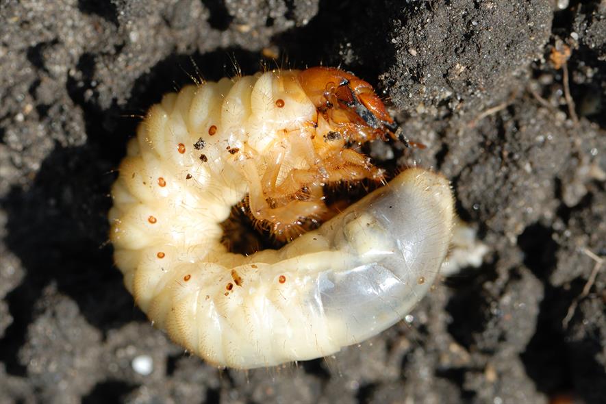 ICL granted emergency authorisation for chafer grub insecticide ...