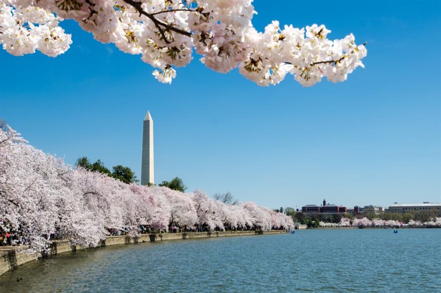 Japanese cherry trees in Washington, DC - image: m01229 (CC BY 2.0)