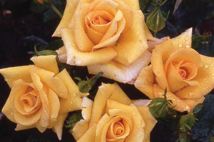 Floribunda rose - image: Chessum Roses via Twitter