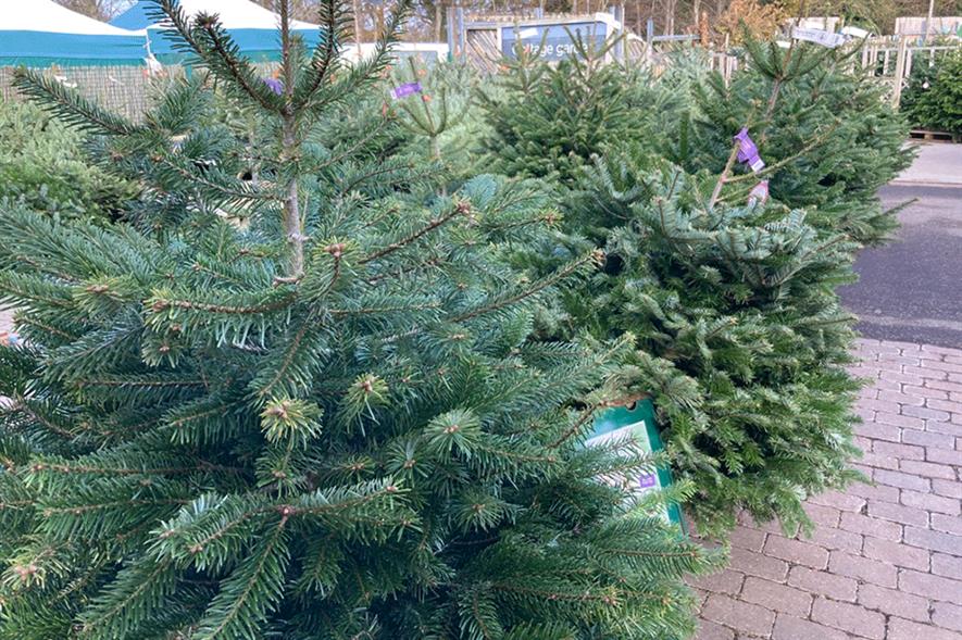 Real Christmas trees on sale in a garden centre