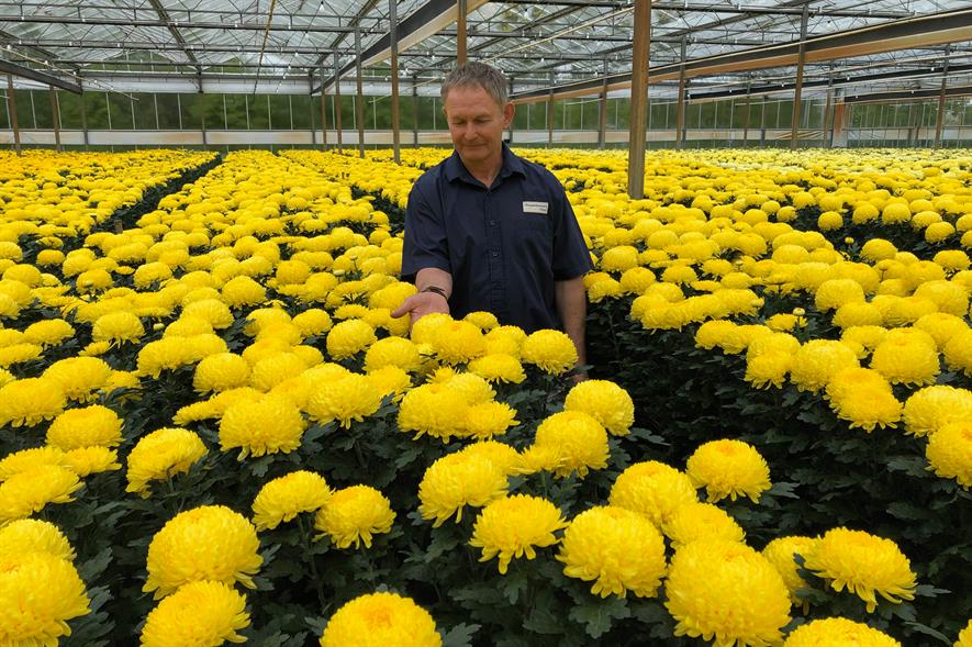 Image: Chrysanthemums Direct