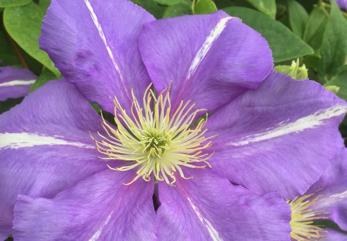 Prince Louis - image: New Leaf Clematis