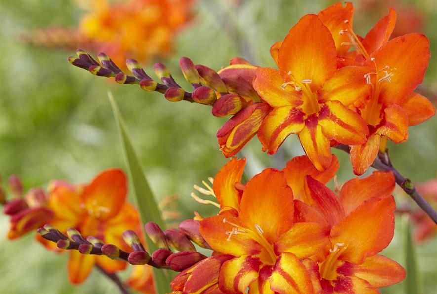 Crocosmia Firestars Scorchio