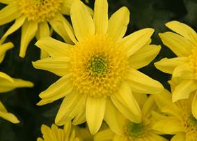 Yellow jersey flowers