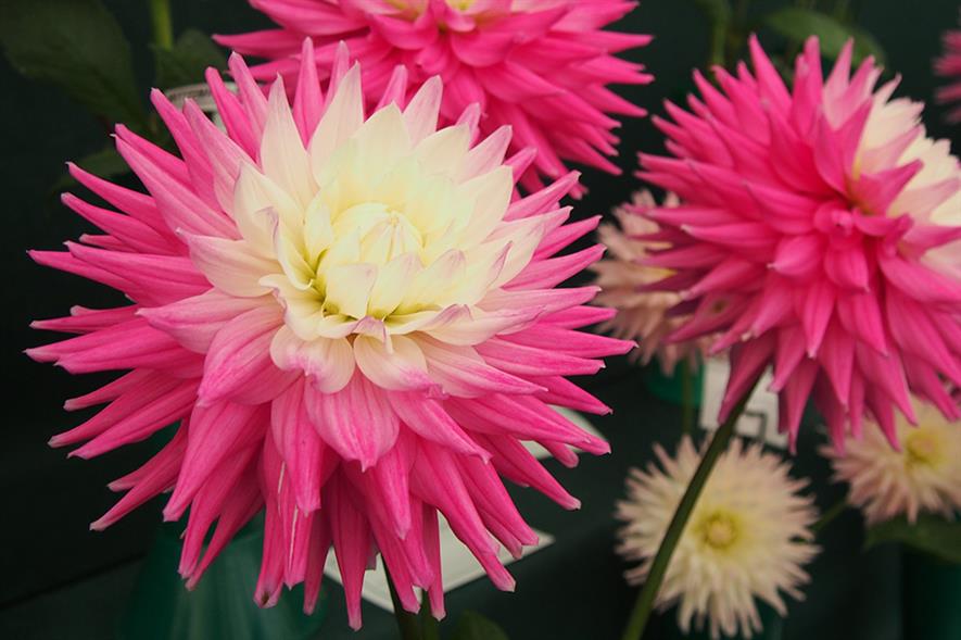 RHS Garden Wisley - image: Pixabay