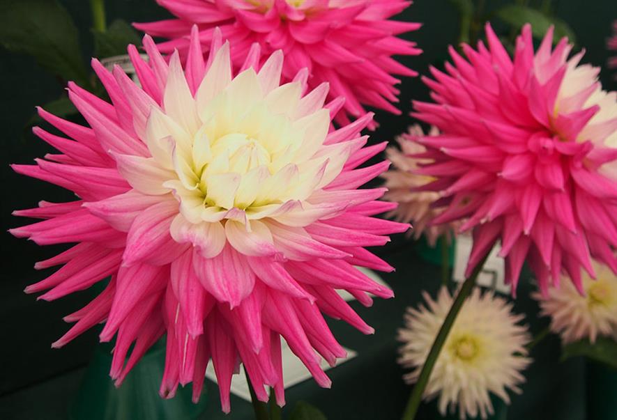 An RHS campaign is helping amateur plant breeders get new plants to market