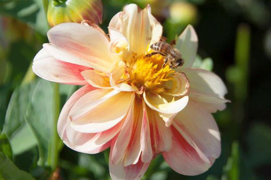 Dahlia Dalaya 'Shari' - image: Selecta