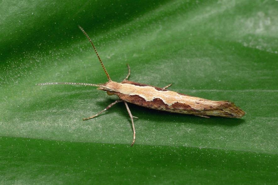 Diamondback moth not going away, so understanding controls is key