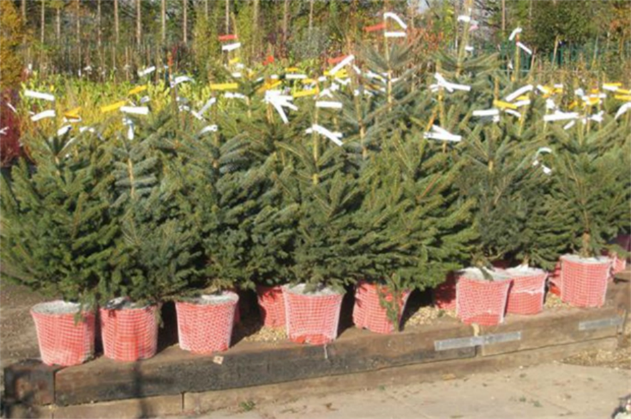 Garden centre potted Christmas trees