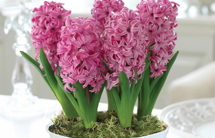 Hyacinth 'Pink Pearl'  - image: T&M