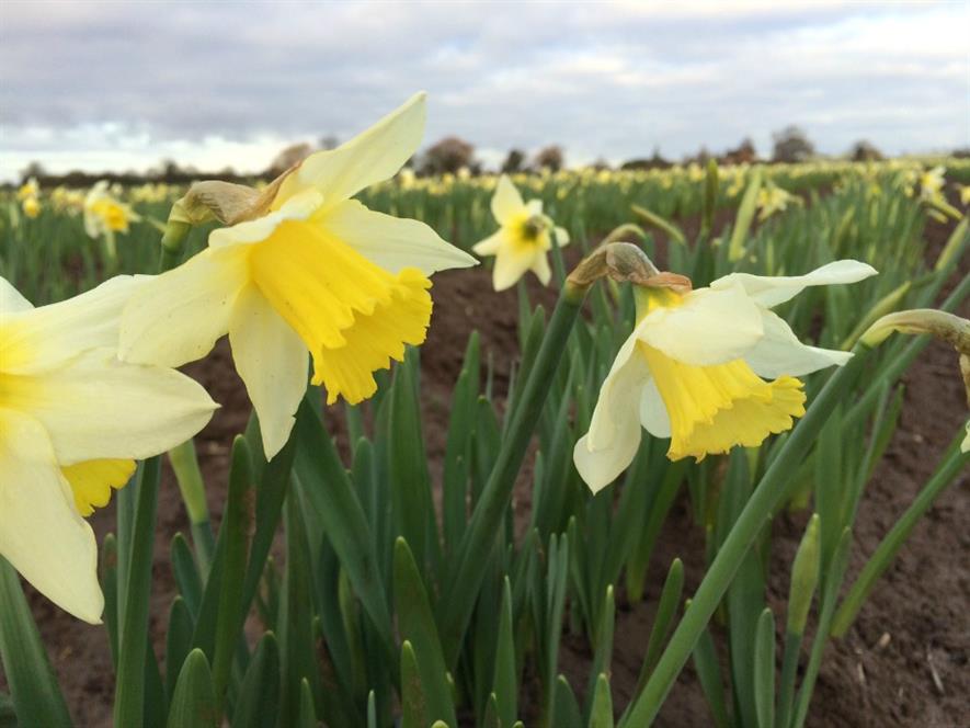 Taylors Bulbs Narcissus Spring Dawn 16th Dec 2015