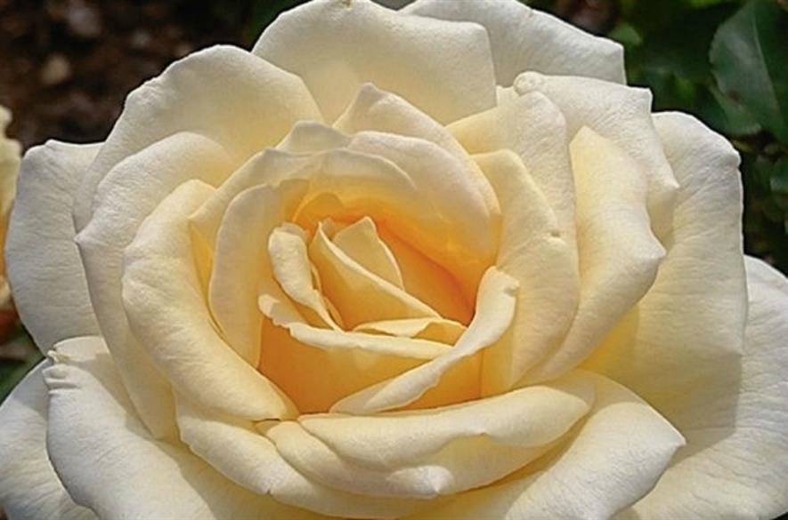 Harkness Mary Berry rose - credit: Harkness Roses