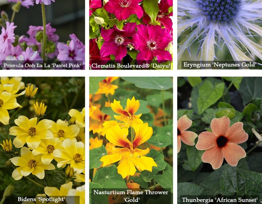 Kernock Park Plants introduce 55 plants for 2017 | HortWeek