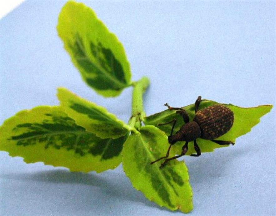 Vine weevil-Bionema