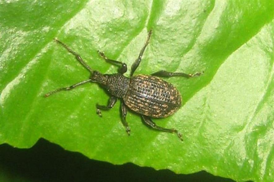 Vine weevil control promises success | HortWeek