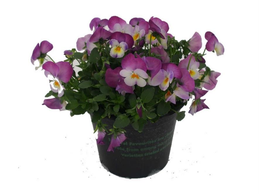 WD Smith to hold pansy and viola festival Horticulture Week