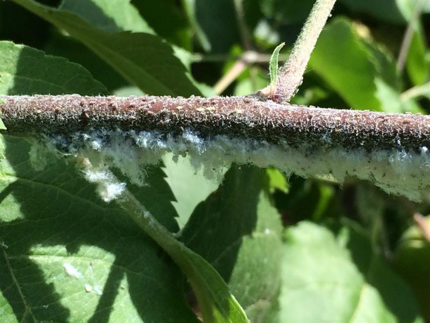 Emergency authorisation for woolly aphid control | HortWeek