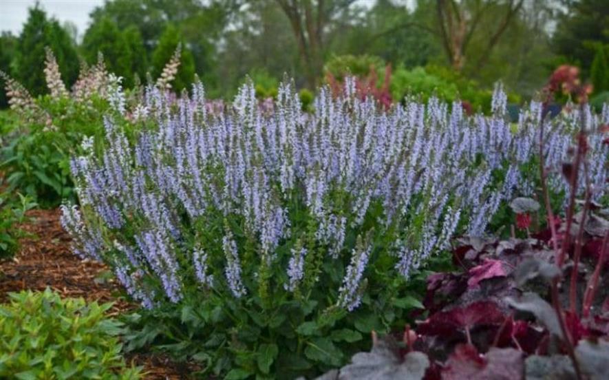 Hardy's salvia