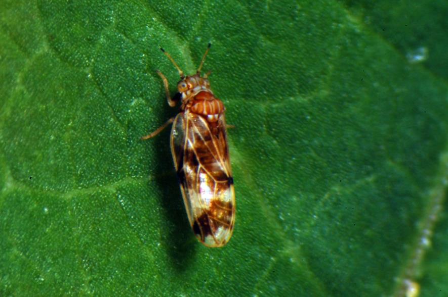 ©CABI, Aphalara itadori, JK Biocontrol agent