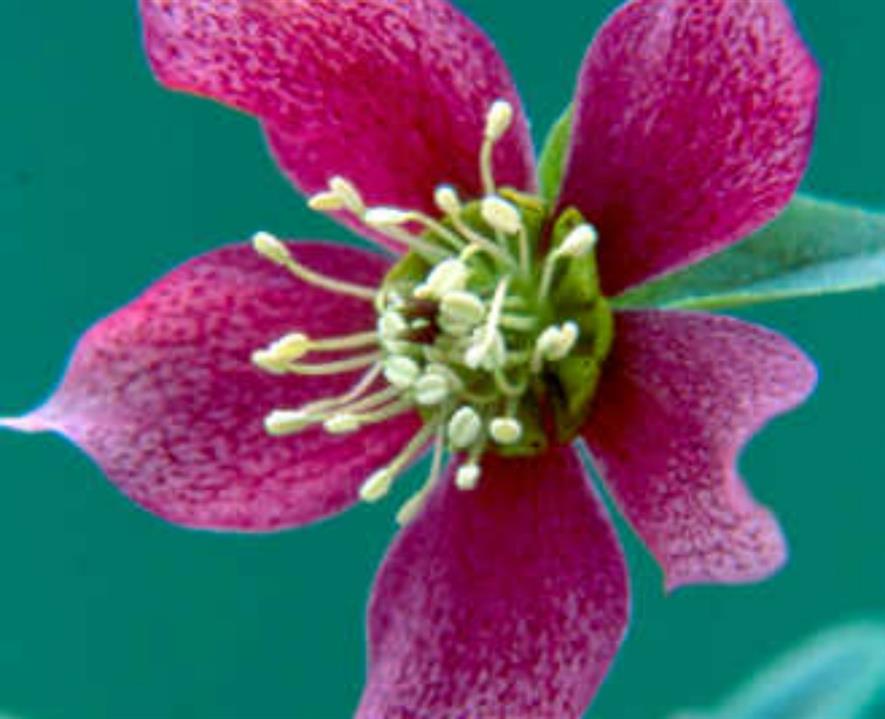 Helleborus Bradfield Stars