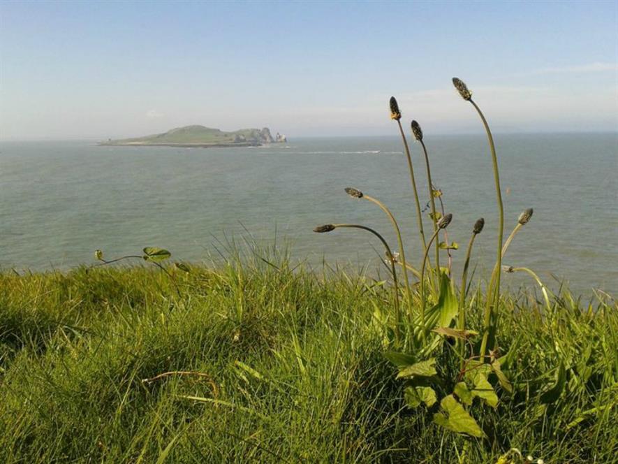 Plantago in Howth, Ireland - Image Credit Anna Csergo: A Plantago plant on Howth Head, Ireland; this species is one of the near 600 for which researchers have gathered life history