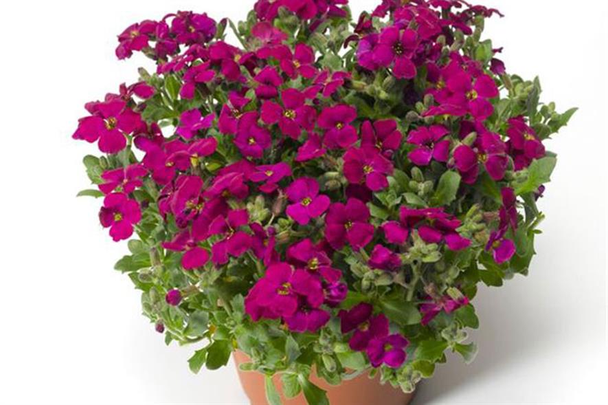 Aubretia F1 Audrey Red - image: Earley Ornamentals