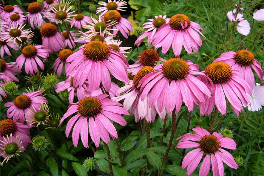 Echinacea - credit: Pixabay