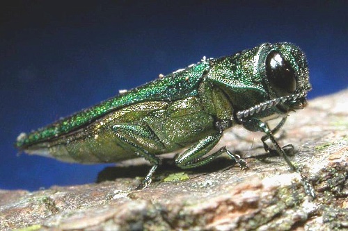 Image: USDA