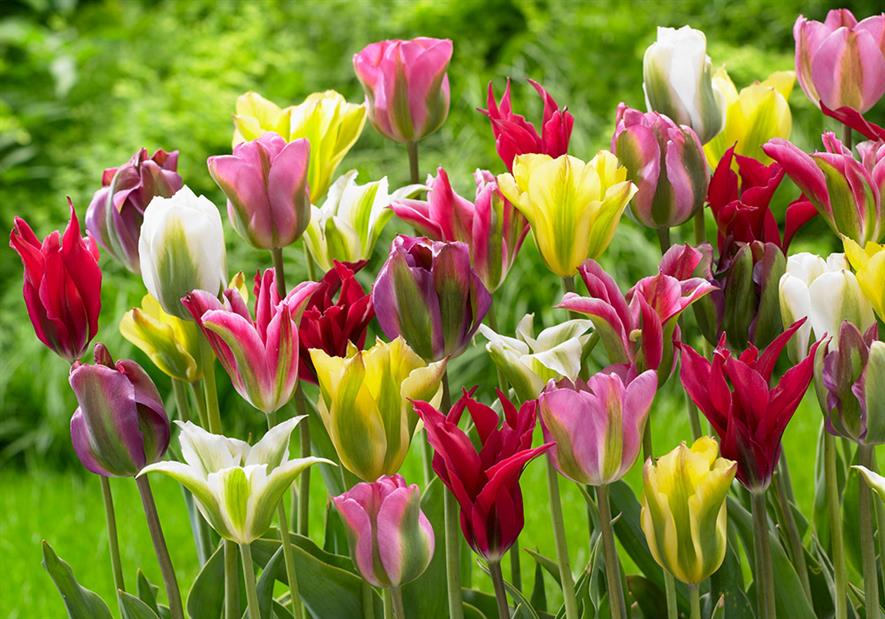 J Parker tulips array of bright colours