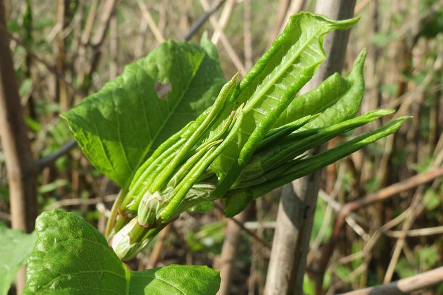 Japanese knotweed - image: Pixabay