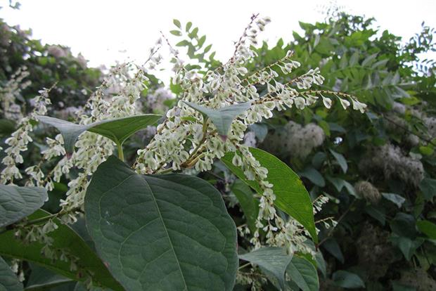 Fallopia japonica - image: Pixabay