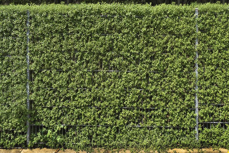 Ligustrum