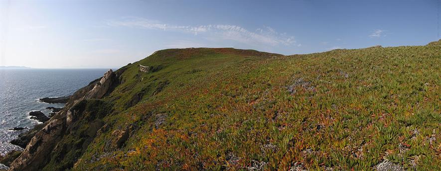 Parc National de Port-Cross, France completely covered with Hottentot Fig, Carpobrotus edulis - copyright Carles Carboneras, Birdlife