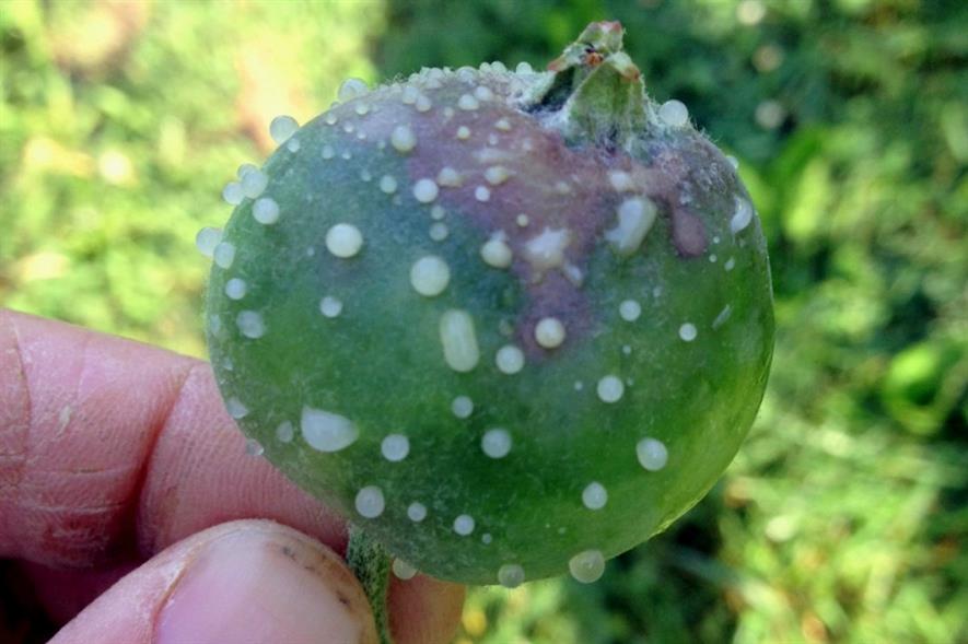 Bacterial ooze caused by fireblight - image: Scot Nelson