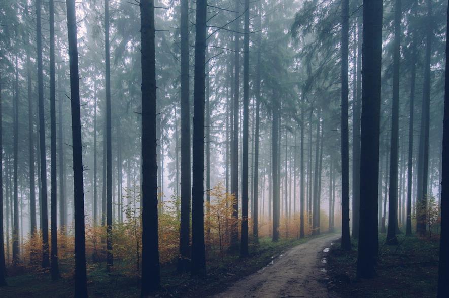 The total value of the forestry market increased 58% from £126.5m in 2019 to £200.2m in 2020 - credit: Pixabay