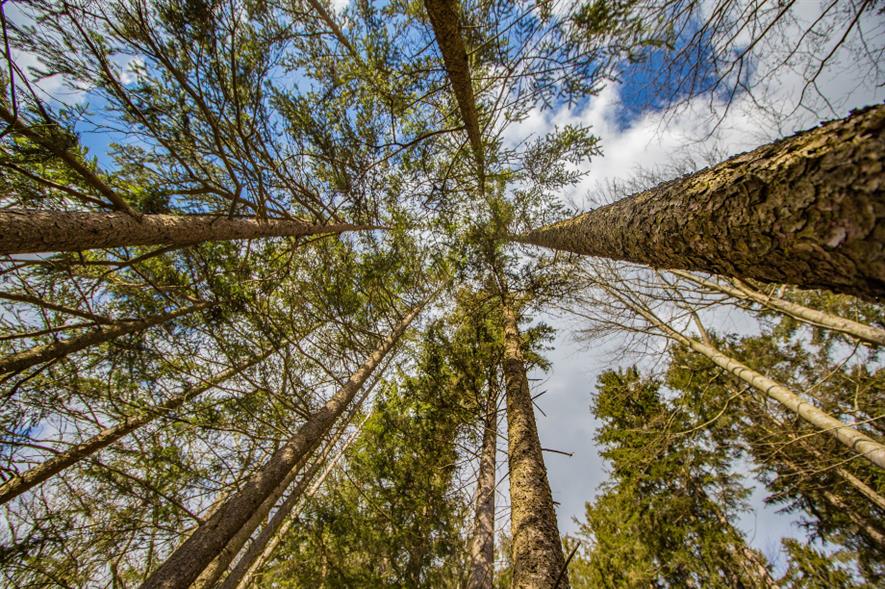 Trees