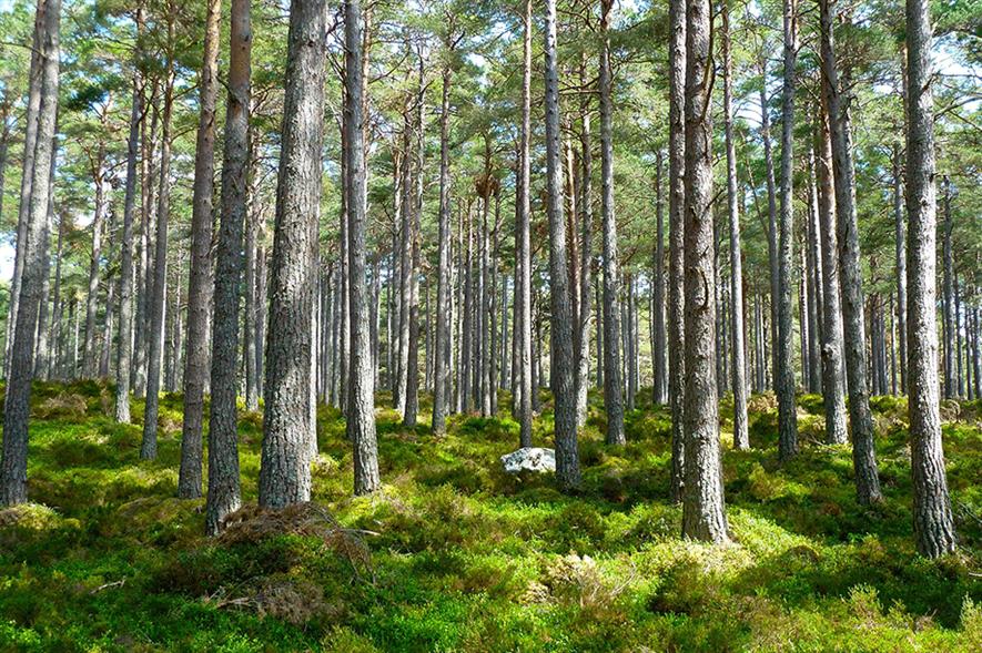 Forest