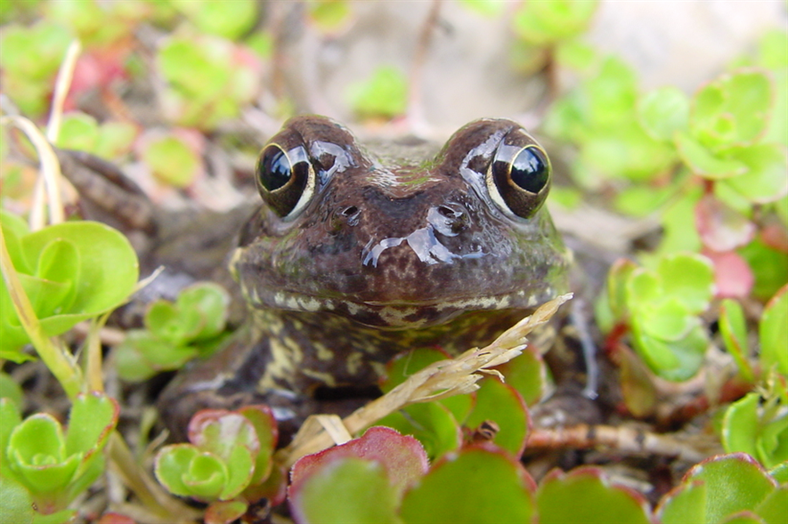 Froglife hopes Cow Pond will now attract common toads as well as other frogs and wildlife in the area - credit: Froglife