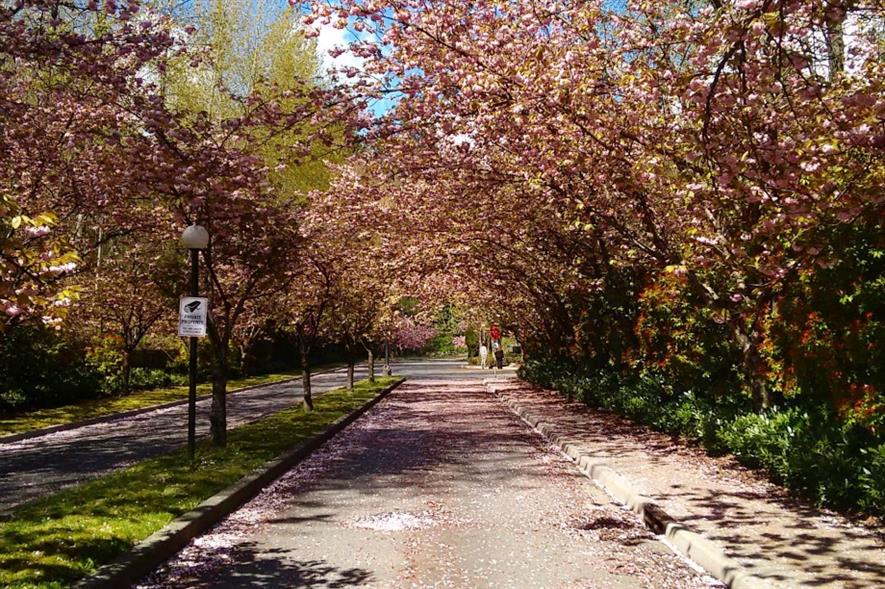 Tree-lined street. Image: MorgueFile