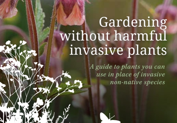 Gardening without invasive plants