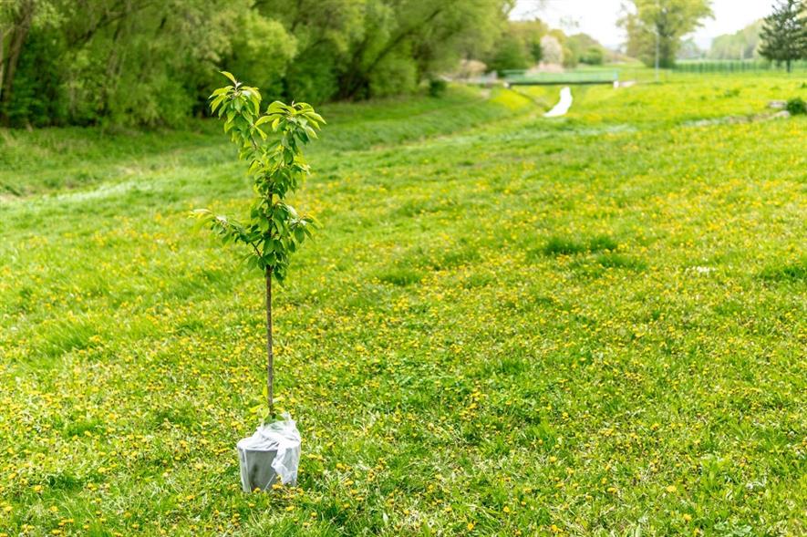 Tree planting