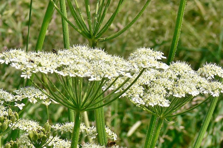 Giant hogweed - credit: Pixabay