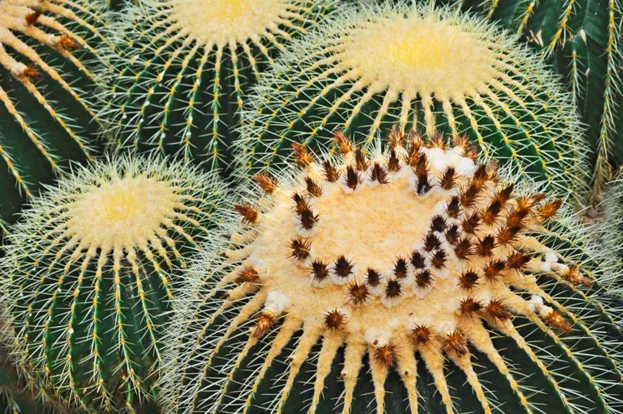 Golden Barrel cactus. Image: MorgueFile