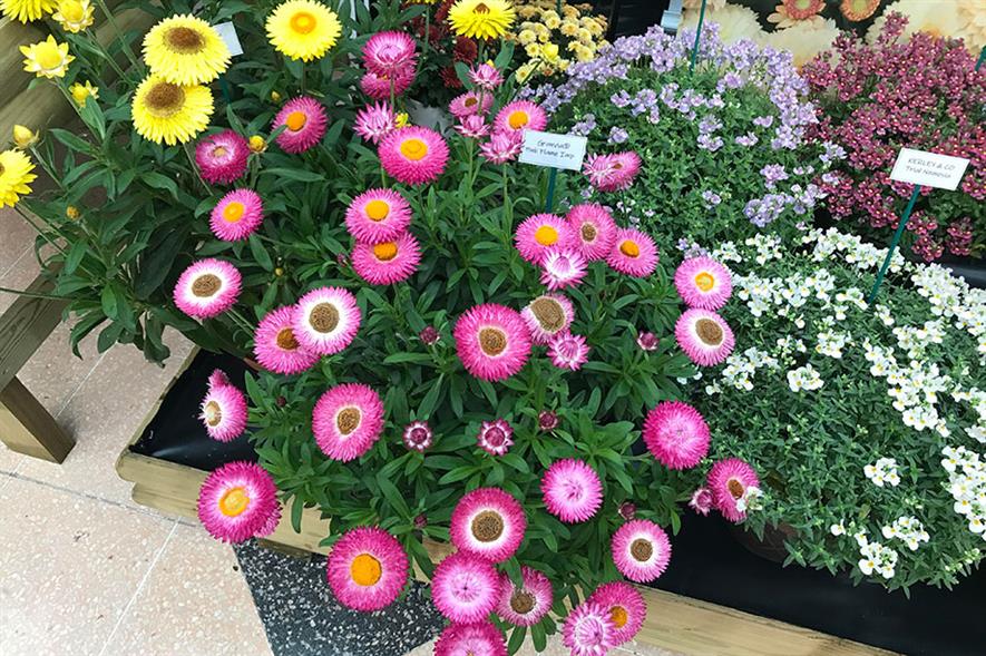 Granvia Pink Flame