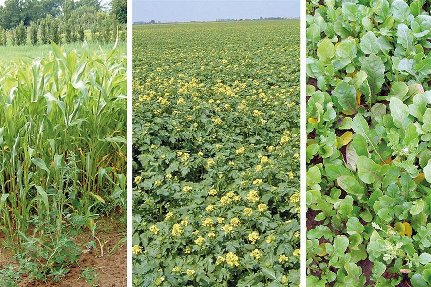 Green manure options (left-to-right): Sudan grass, Caliente mustard and Eruca sativa - credit: Dove Associates