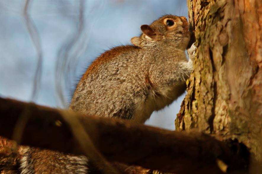 Grey squirrels strip tree bark, particularly on broadleaved species - credit: RFS