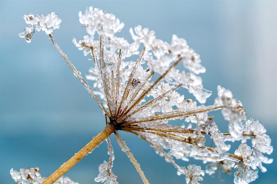 More than half of the flowering species included autumn stragglers such as yarrow, ragwort and hogweed - credit: Pixabay