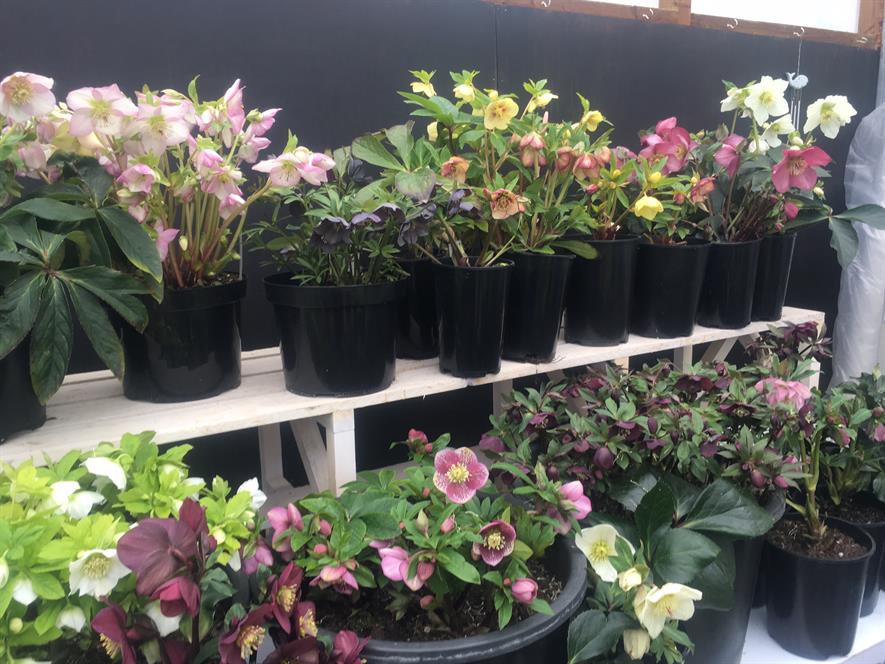 Hillier Nurseries' focus on R&D helps drive 14.5 sales increase