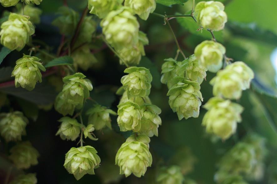 Hops. Image: Paul Miller