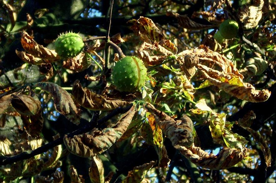 Horse chestnut showing leaf miner damage - image: James Bowe (CC BY 2.0)